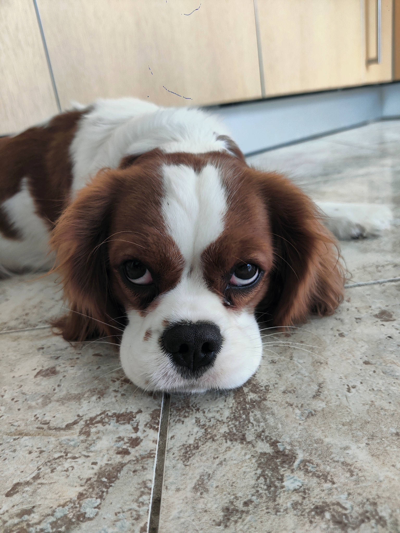 Mystic a rejoint le concours — aidez-le/la à gagner de superbes lots ! bored, canidae, carnivore, companion_dog, dog, dog_breed, eye, fawn, flooring, fur, hair, head, human_body, liver, snout, sporting_group, terrestrial_animal, toy, whiskers, working_animal