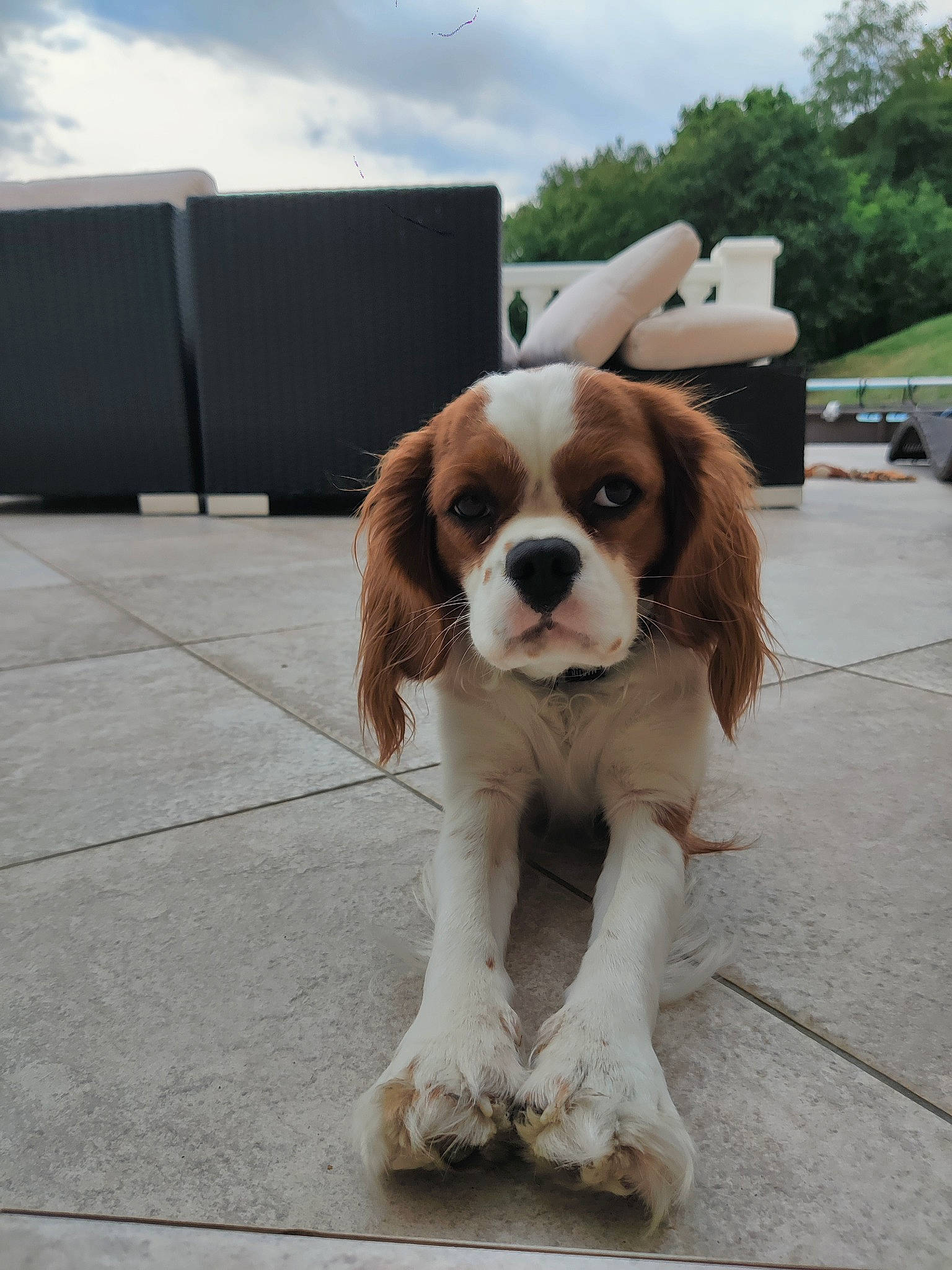 Mystic a rejoint le concours — aidez-le/la à gagner de superbes lots ! carnivore, cavalier_king_charles_spaniel, cloud, cocker_spaniel, collar, companion_dog, dog, dog_breed, dog_supply, fawn, fur, gun_dog, king_charles_spaniel, liver, sky, snout, spaniel, sporting_group, tree, working_animal