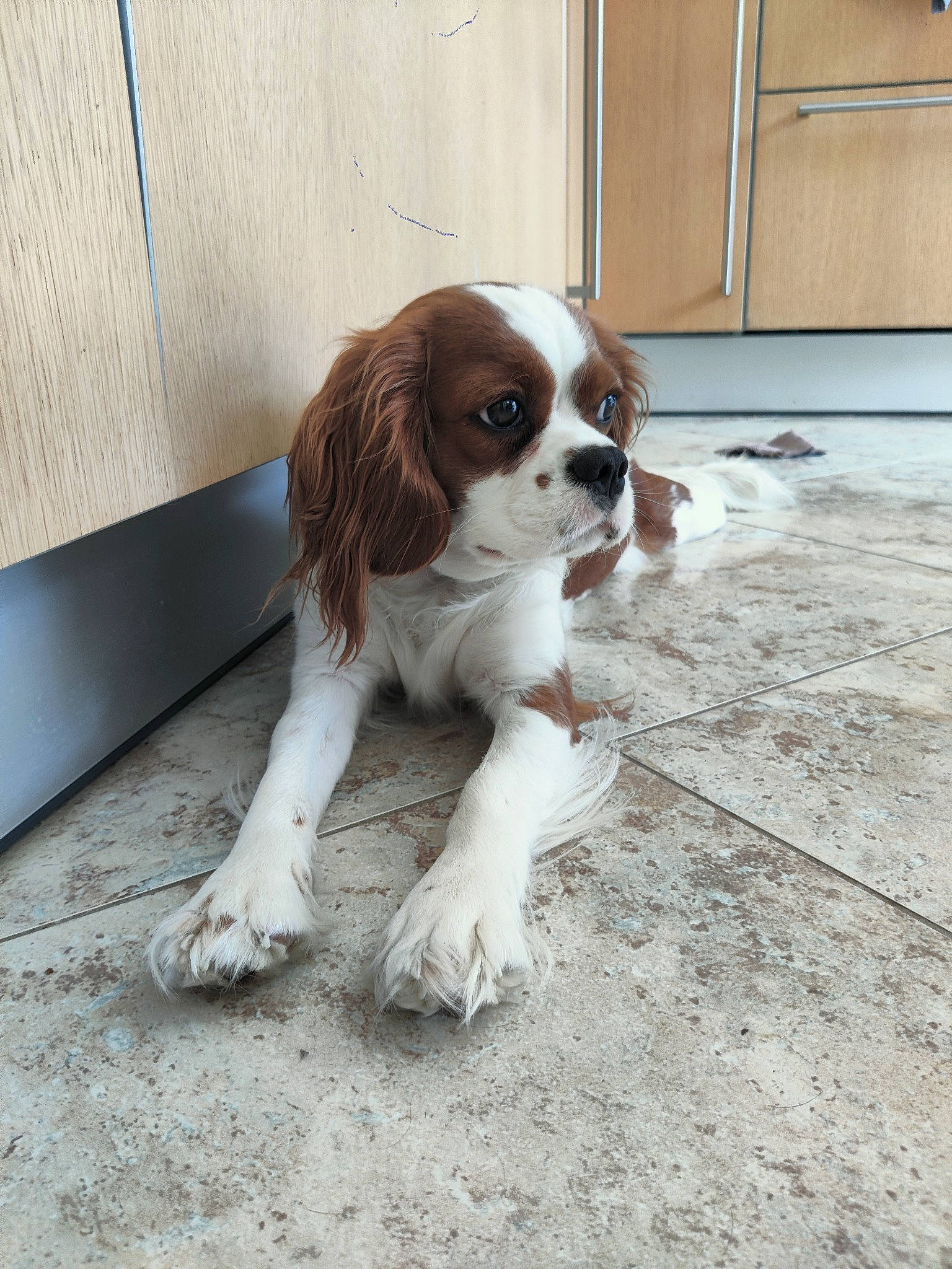 Mystic a rejoint le concours — aidez-le/la à gagner de superbes lots ! canidae, carnivore, cavalier_king_charles_spaniel, companion_dog, dog, dog_breed, door, fawn, flooring, fur, gun_dog, hardwood, king_charles_spaniel, liver, snout, spaniel, sporting_group, tail, wood, working_animal