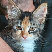 Noisette participe au concours pour gagner de l'argent avec cette photo : abyssinian, animal, brasssection, cat, face, head, horn, kitten, manx, musicalinstrument, person, pet, photography, portrait