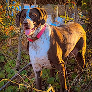 Phoebe Grace joined the competition — help win amazing prizes! dog, brown_dog, white_spots, short_coat, pink_collar, tongue_out, happy, outdoor, ivy, leaves, branches, fence, sunlight, golden_hour, portrait, pet, canine, animal, nature, photography