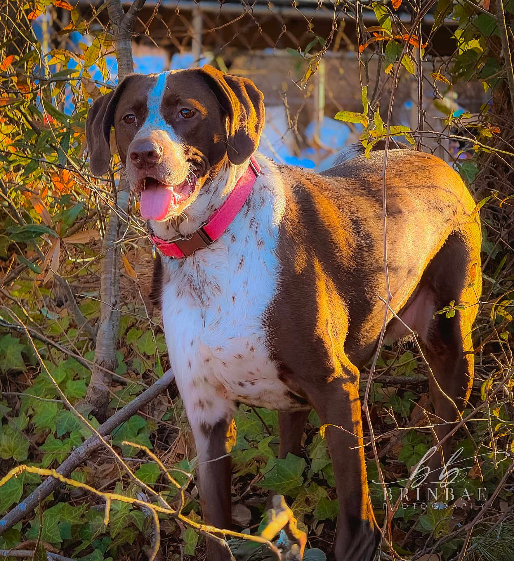 Phoebe Grace joined the competition — help win amazing prizes! dog, brown_dog, white_spots, short_coat, pink_collar, tongue_out, happy, outdoor, ivy, leaves, branches, fence, sunlight, golden_hour, portrait, pet, canine, animal, nature, photography