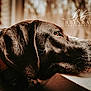 Phoebe Grace is registered to the contest to win money with this photo: dog, black_dog, labrador, pet, profile, close_up, portrait, window, looking_out, whiskers, collar, glossy_fur, nose, ear, indoor, shallow_depth_of_field, bokeh, photography, watermark, home