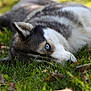 dog, husky, blue_eye, grass, outdoor, animal, pet, lying_down, nature, leaf, fur, closeup, canine, summer, relaxation, mammal, watchful, daylight, resting, wildlife