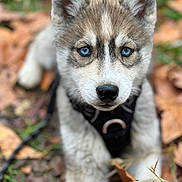 Skye a rejoint le concours — aidez-le/la à gagner de superbes lots ! puppy, dog, husky, blue_eyes, close_up, autumn, leaves, outdoor, animal, pet, fur, cute, young, portrait, nature, black_harness, focus, muzzle, ears, whiskers