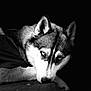 husky, dog, portrait, black_and_white, animal, pet, fur, lying_down, face, ears, eyes, closeup, expression, intense, monochrome, canine, studio, dark_background, detail, texture