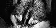 Skye participe au concours pour gagner de l'argent avec cette photo : dog, husky, sleeping, close_up, black_and_white, fur, tail, ears, pet, animal, resting, cozy, cute, peaceful, indoor, portrait, muzzle, whiskers, soft, quiet