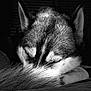 dog, husky, sleeping, close_up, black_and_white, fur, tail, ears, pet, animal, resting, cozy, cute, peaceful, indoor, portrait, muzzle, whiskers, soft, quiet