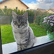 Jiji participe au concours pour gagner de l'argent avec cette photo : cat, clouds, curious, daylight, domestic_animal, feline, flowers, garden, grass, gray_tabby, greenery, house, nature, outdoor, pet, plant_pot, portrait, sitting, sky, window