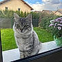 cat, clouds, curious, daylight, domestic_animal, feline, flowers, garden, grass, gray_tabby, greenery, house, nature, outdoor, pet, plant_pot, portrait, sitting, sky, window