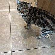 Mitousa a rejoint le concours — aidez-le/la à gagner de superbes lots ! animal, blue_eyes, cat, curious, domestic_cat, ears, feline, floor, household, indoor, looking_up, paws, pet, shadow, standing, striped_fur, tabby, tile_floor, whiskers, wooden_cabinet