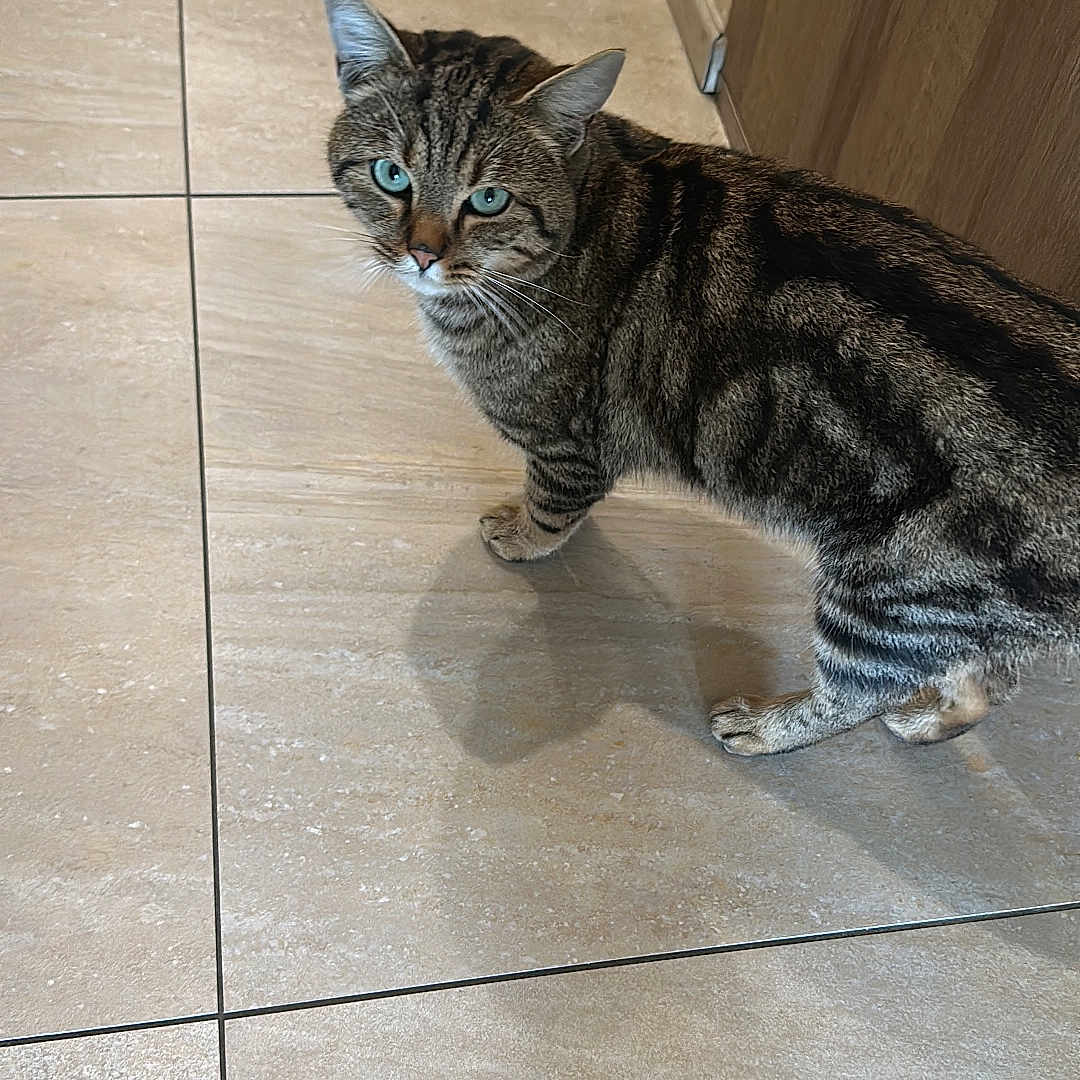 Mitousa a rejoint le concours — aidez-le/la à gagner de superbes lots ! animal, blue_eyes, cat, curious, domestic_cat, ears, feline, floor, household, indoor, looking_up, paws, pet, shadow, standing, striped_fur, tabby, tile_floor, whiskers, wooden_cabinet