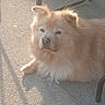 Stone joined the competition — help win amazing prizes! dog, fluffy_dog, cream_dog, long_hair, lying_down, outdoor, patio, sunlight, shadow, fur, pet, canine, relaxed, sleepy, closeup, animal_portrait, chair, pavement, cord, sunny