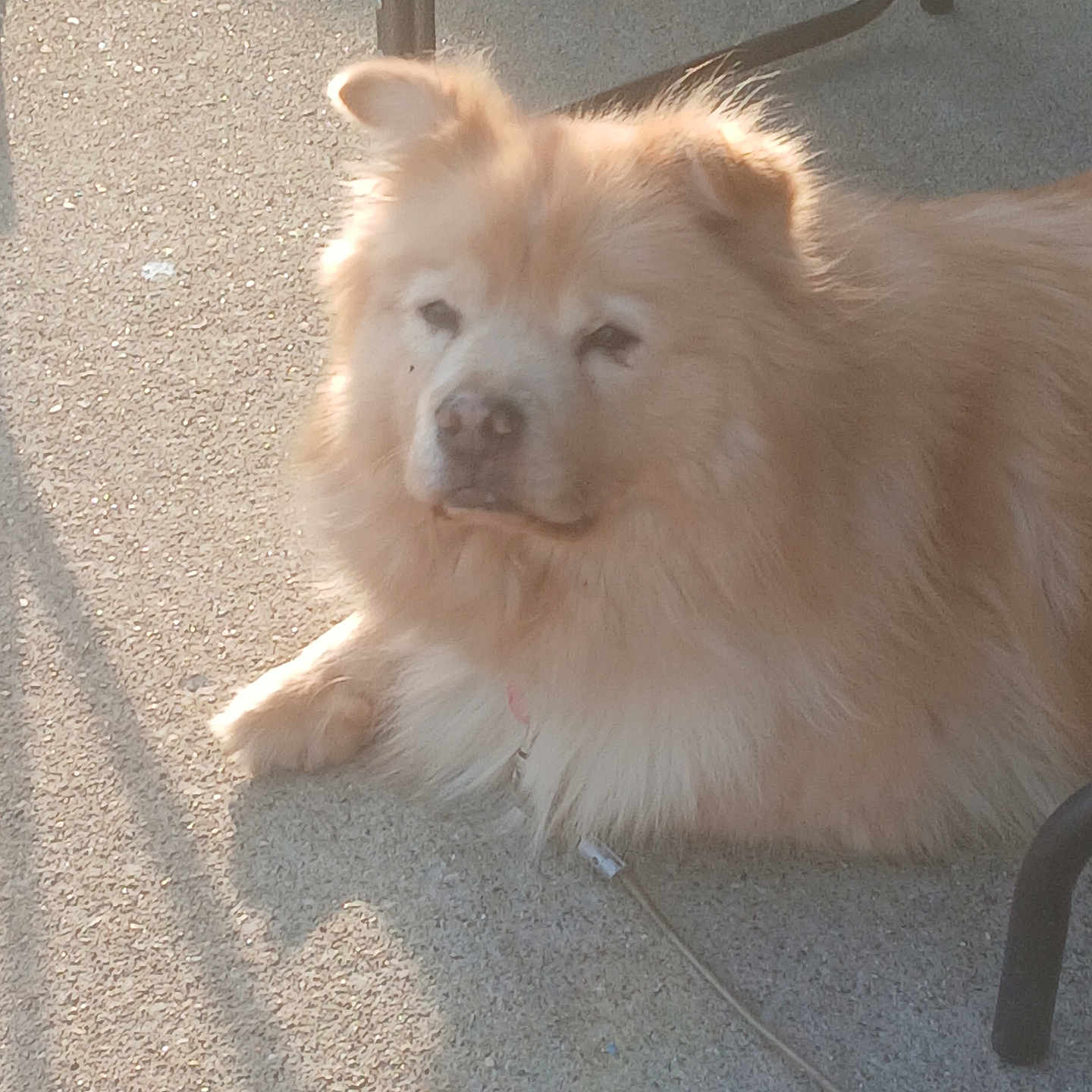 Stone joined the competition — help win amazing prizes! dog, fluffy_dog, cream_dog, long_hair, lying_down, outdoor, patio, sunlight, shadow, fur, pet, canine, relaxed, sleepy, closeup, animal_portrait, chair, pavement, cord, sunny