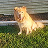 dog, golden_dog, fluffy, long_hair, sitting, smiling, outdoor, grass, sunlight, backyard, house, siding, garden, pet, animal, portrait, golden_fur, happy, canine, daylight