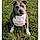 Phuket