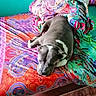 Phuket participe au concours pour gagner de l'argent avec cette photo : animal, baby, bed, bedsheet, blanket, bulldog, canine, cushion, dog, furniture, homedecor, hound, indoors, interiordesign, person, pet, pitbull, puppy, quilt, sleeping