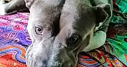 Phuket a rejoint le concours — aidez-le/la à gagner de superbes lots ! animal, bed, bedroom, blanket, bulldog, canine, cushion, dog, frenchbulldog, furniture, homedecor, hound, indoors, interiordesign, pet, pitbull, puppy, quilt, room, snout