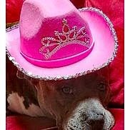 Phuket participe au concours pour gagner de l'argent avec cette photo : adorable, animal, closeup, cowboy_hat, cute, dog, domestic_animal, expression, face, fur, headwear, indoor, laying_down, pet, pink_hat, portrait, red_couch, resting, sequin, tiara
