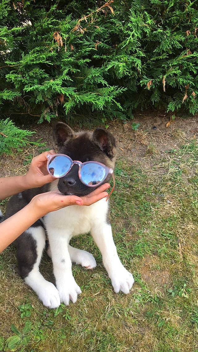 Pacha a rejoint le concours — aidez-le/la à gagner de superbes lots ! carnivore, companion_dog, dog_breed, eyewear, fawn, garden, grass, groundcover, lawn, leisure, personal_protective_equipment, plant, recreation, shrub, soil, sunglasses, t_shirt, tail, toy, tree