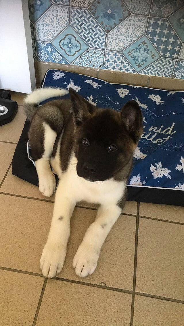 Pacha a rejoint le concours — aidez-le/la à gagner de superbes lots ! blue, canidae, carnivore, companion_dog, dog, dog_breed, fawn, felidae, floor, flooring, human_leg, paw, small_to_medium_sized_cats, snout, sporting_group, tail, terrestrial_animal, whiskers, window, working_animal