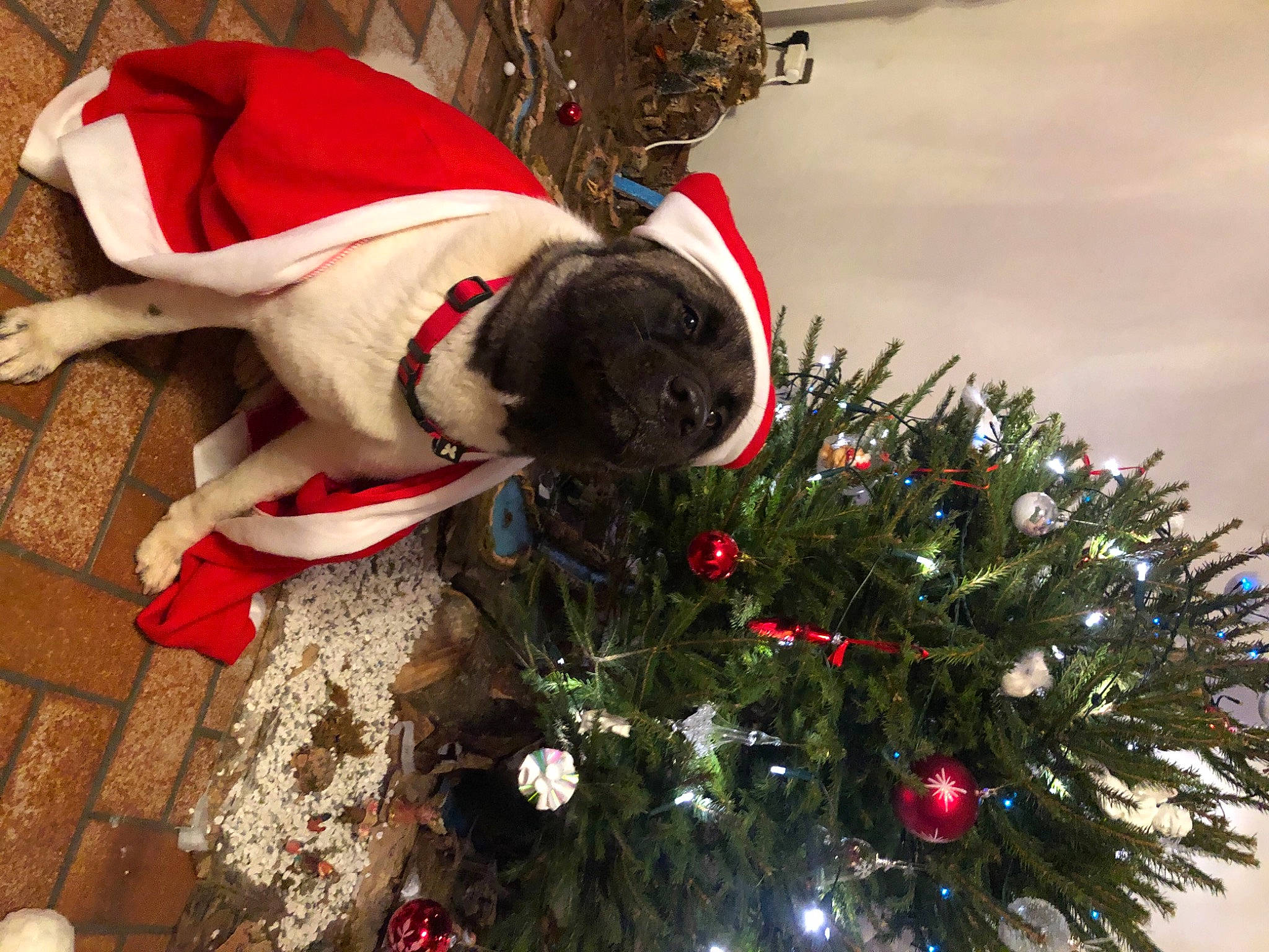 Pacha participe au concours pour gagner de l'argent avec cette photo : carnivore, christmas, christmas_decoration, christmas_ornament, christmas_tree, collar, companion_dog, dog, dog_breed, dog_collar, dog_supply, event, evergreen, holiday, holiday_ornament, light, ornament, plant, tree, twig