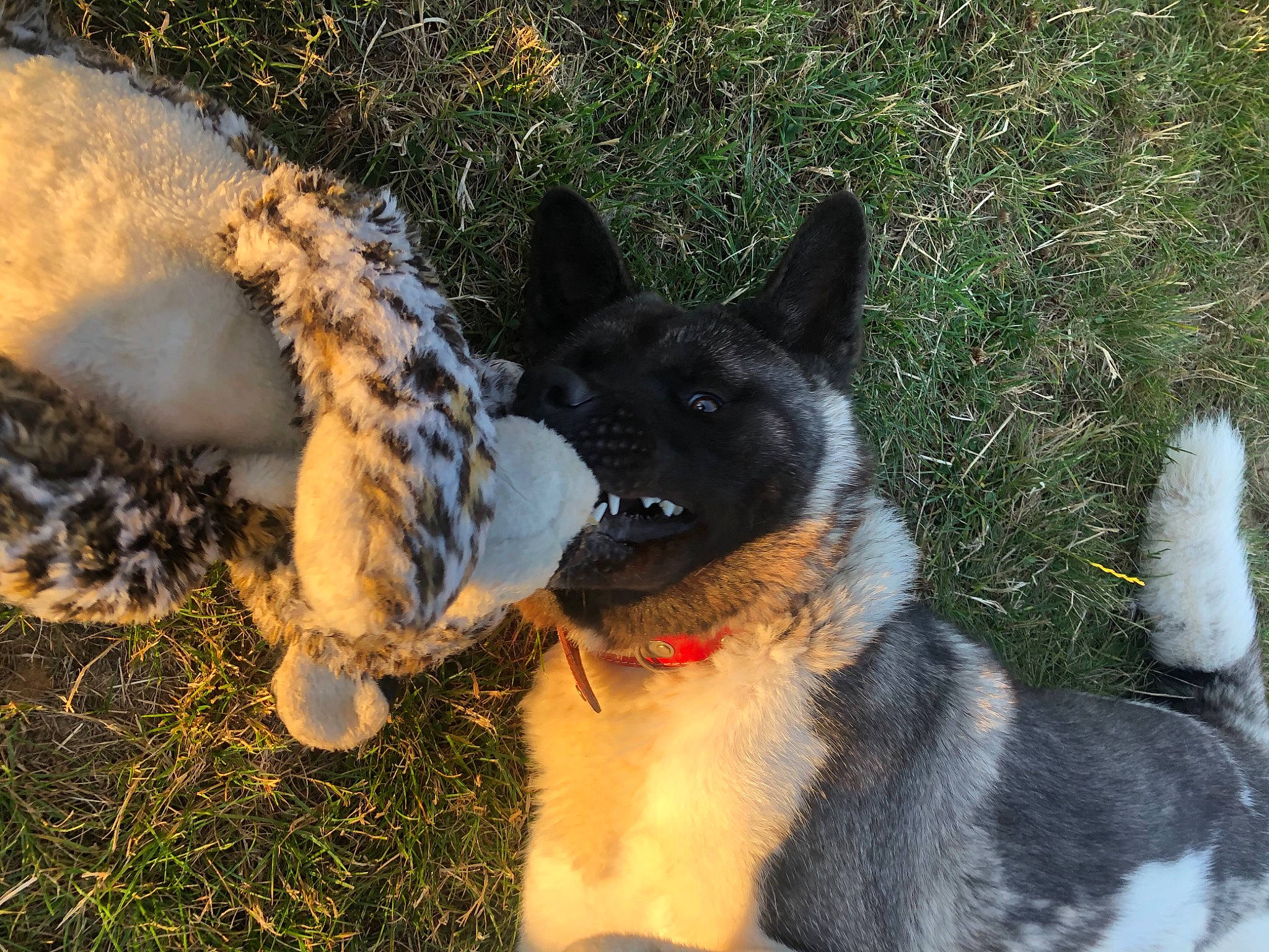 Pacha a rejoint le concours — aidez-le/la à gagner de superbes lots ! canidae, carnivore, collar, companion_dog, dog, dog_breed, dog_collar, dog_supply, fawn, fur, grass, herding_dog, non_sporting_group, snout, sporting_group, tail, terrestrial_animal, whiskers, working_animal, working_dog