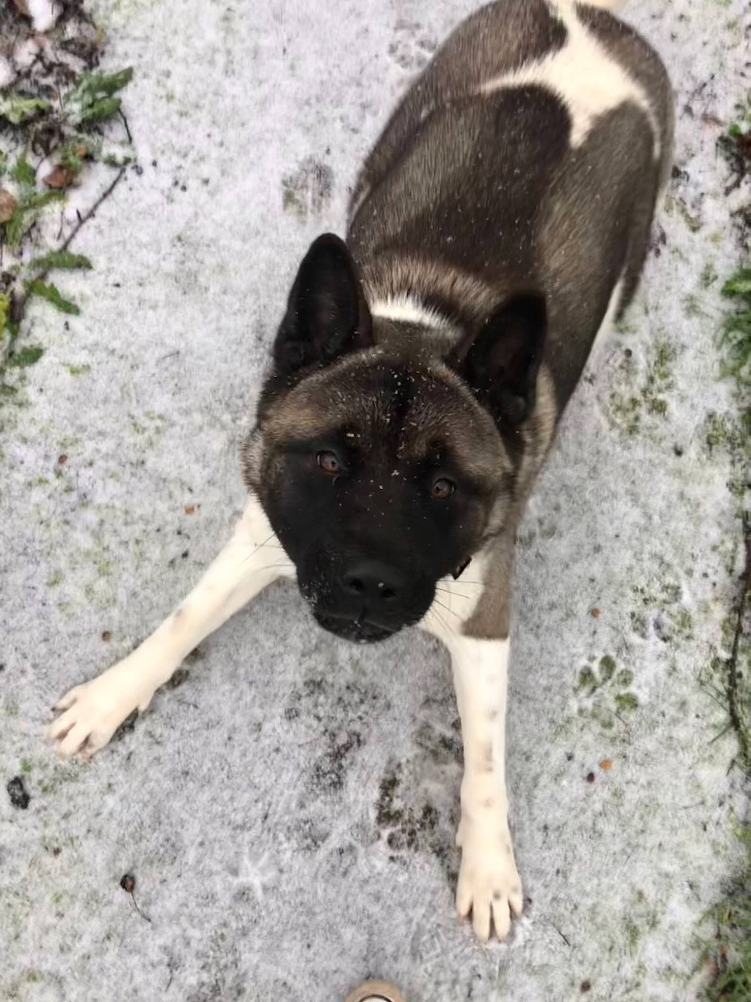 Pacha participe au concours pour gagner de l'argent avec cette photo : ancient_dog_breeds, canidae, carnivore, companion_dog, dog, dog_breed, fawn, non_sporting_group, plant, puppy, snout, snow, sporting_group, tail, terrestrial_animal, toy_dog, whiskers, working_animal, working_dog