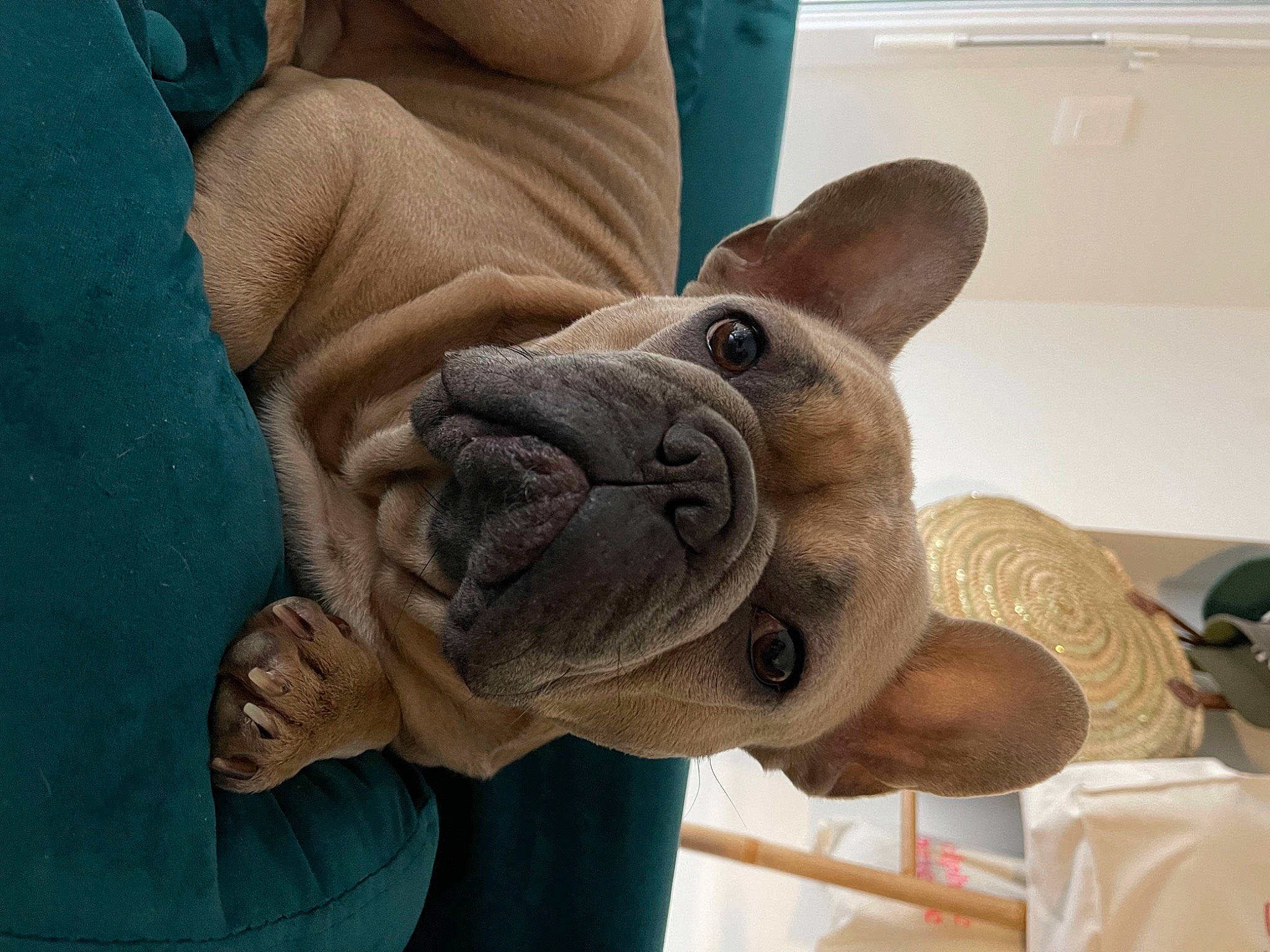 Omaley a rejoint le concours — aidez-le/la à gagner de superbes lots ! bulldog, canidae, carnivore, comfort, companion_dog, dog, dog_breed, ear, fawn, felidae, gesture, molosser, selfie, snout, sporting_group, toy, toy_dog, whiskers, working_animal, wrinkle