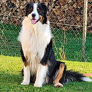 Uni a rejoint le concours — aidez-le/la à gagner de superbes lots ! dog, sitting, grass, outdoor, fence, firewood, happy, canine, pet, nature, sunlight, fur, black, white, brown, tongue, tail, smiling, animal, backyard