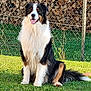 dog, sitting, grass, outdoor, fence, firewood, happy, canine, pet, nature, sunlight, fur, black, white, brown, tongue, tail, smiling, animal, backyard