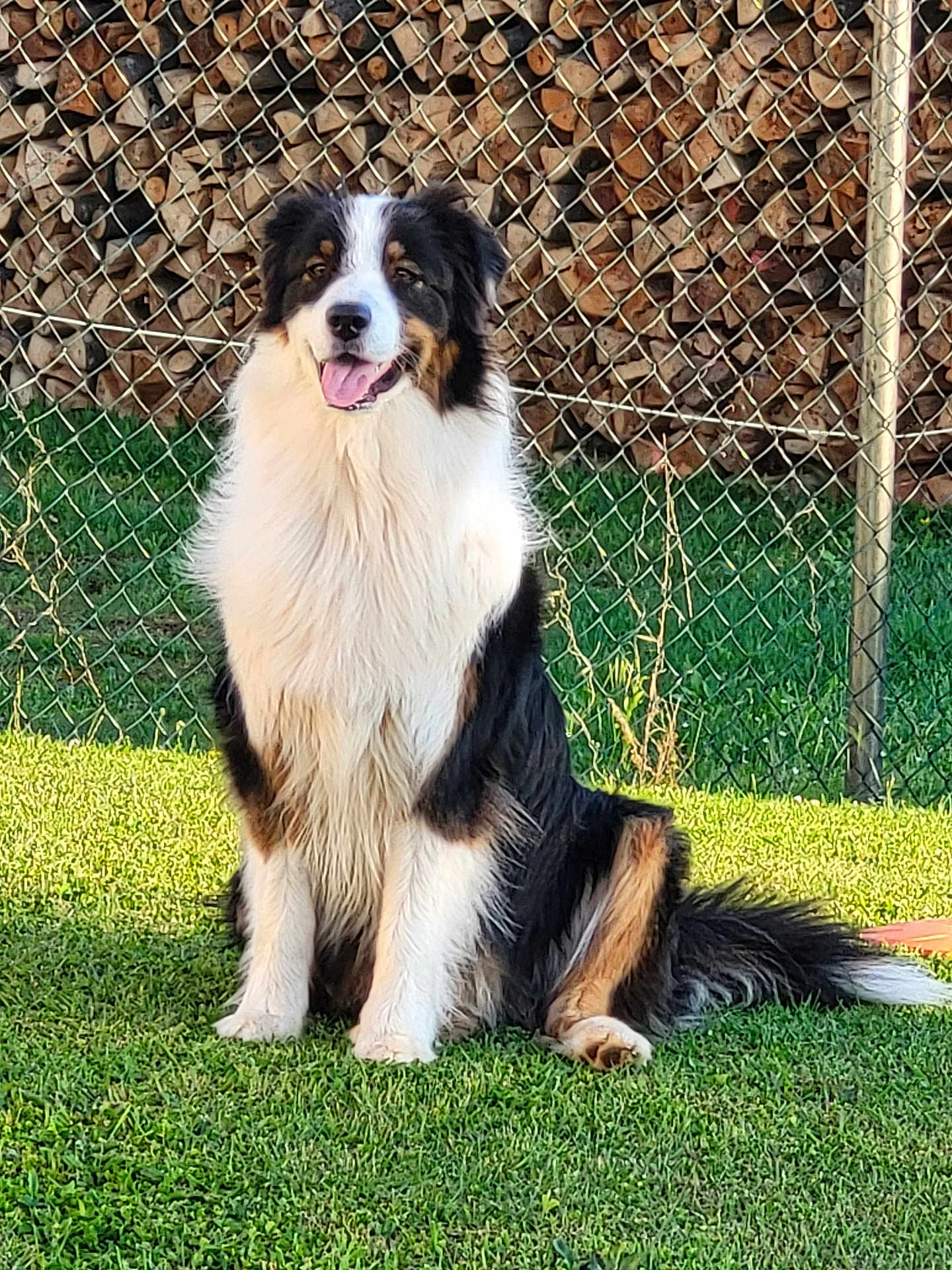 Uni a rejoint le concours — aidez-le/la à gagner de superbes lots ! dog, sitting, grass, outdoor, fence, firewood, happy, canine, pet, nature, sunlight, fur, black, white, brown, tongue, tail, smiling, animal, backyard