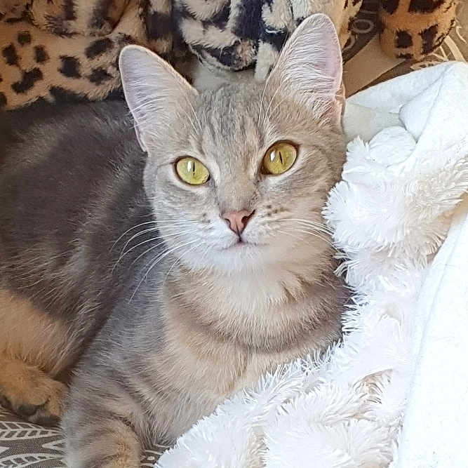 Tess