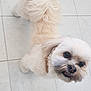 Milo joined the competition — help win amazing prizes! dog, pet, fluffy, cream_color, small_dog, fur, canine, looking_up, indoor, tile_floor, cute, companion, animal, friendly, domestic_animal, adorable, mischievous, face, whiskers, collar