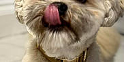 Milo is registered to the contest to win money with this photo: dog, pet, cute, fluffy, lying_down, collar, tongue_out, indoor, close_up, adorable, animal, mammal, fur, face, paw, canine, companion, playful, domestic, friendly
