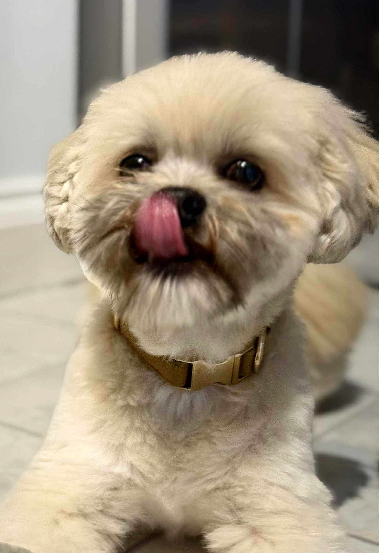 Milo is registered to the contest to win money with this photo: dog, pet, cute, fluffy, lying_down, collar, tongue_out, indoor, close_up, adorable, animal, mammal, fur, face, paw, canine, companion, playful, domestic, friendly