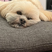 Milo is registered to the contest to win money with this photo: dog, pet, sleepy, fluffy, cushion, gray, indoor, resting, cute, face, fur, closeup, animal, adorable, relaxation, soft, head, nose, ears, comfort