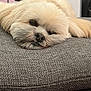 dog, pet, sleepy, fluffy, cushion, gray, indoor, resting, cute, face, fur, closeup, animal, adorable, relaxation, soft, head, nose, ears, comfort