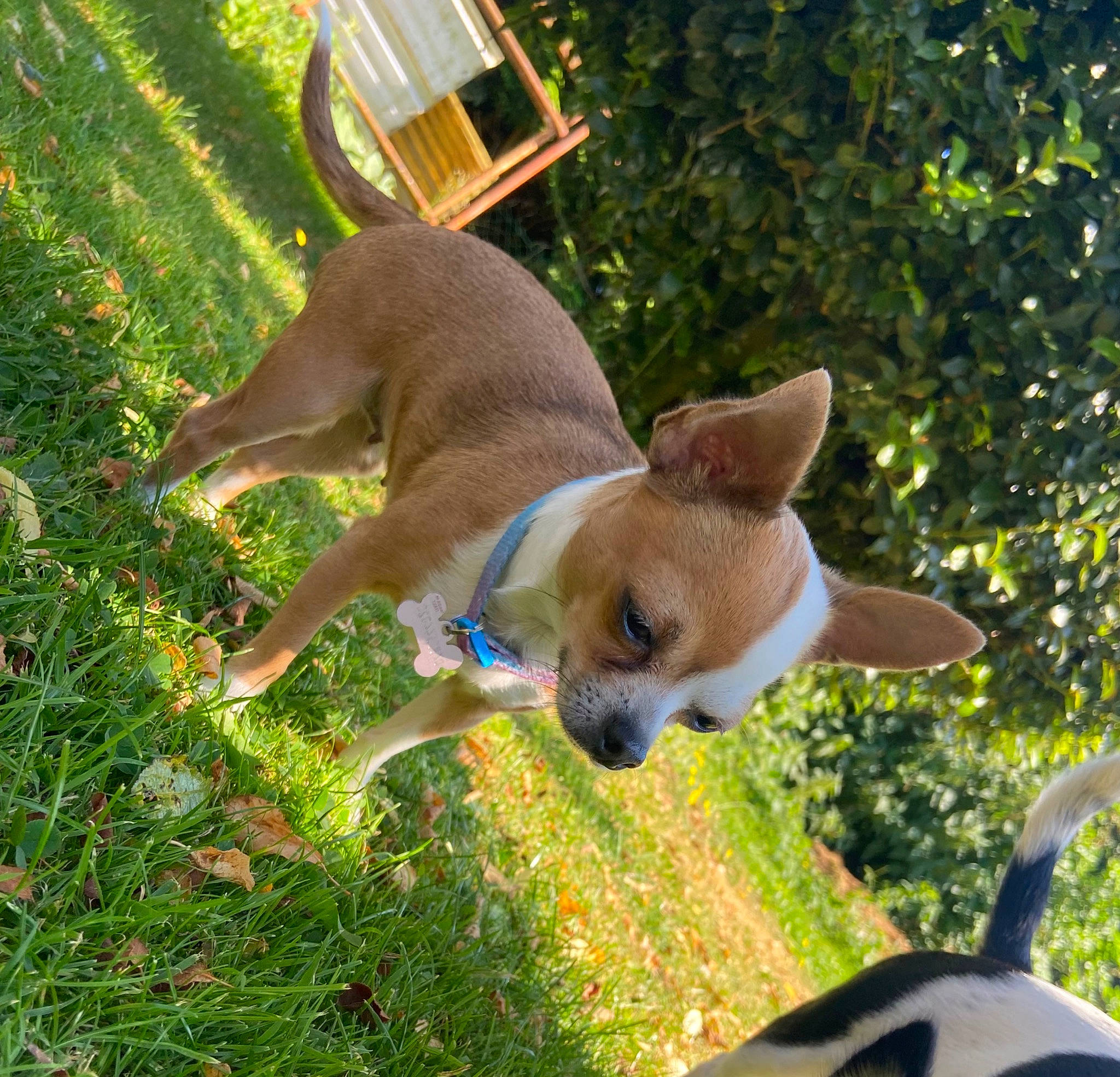 Paillette participe au concours pour gagner de l'argent avec cette photo : basenji, canidae, carnivore, chihuahua, collar, companion_dog, dog, dog_breed, dog_supply, fawn, grass, non_sporting_group, plant, puppy, snout, sporting_group, tail, terrestrial_animal, toy_dog, working_animal