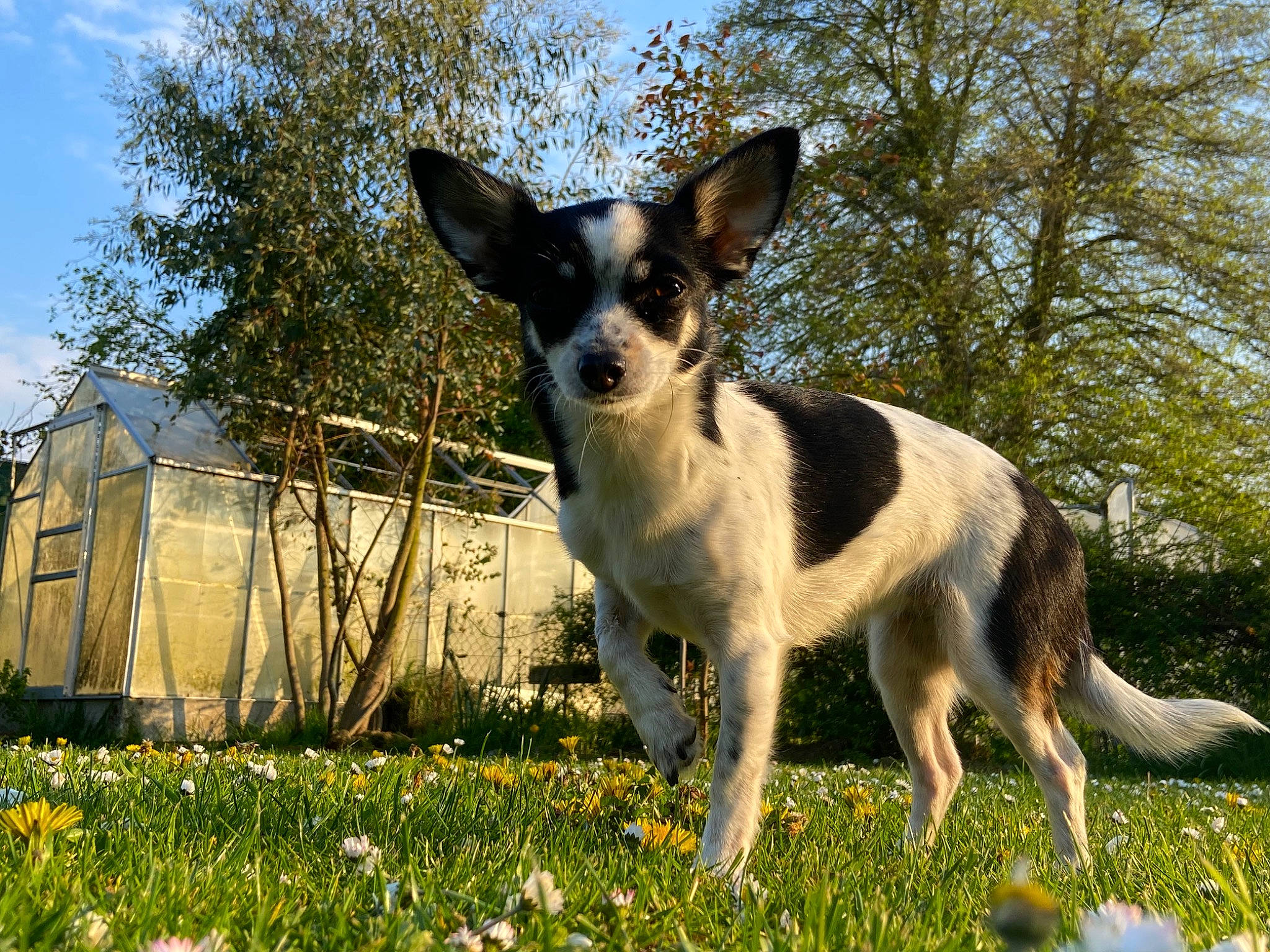 Piwi a rejoint le concours — aidez-le/la à gagner de superbes lots ! carnivore, chihuahua, cloud, companion_dog, dog, dog_breed, fawn, flower, grass, grassland, people_in_nature, plant, sky, snout, tail, terrestrial_animal, terrier, toy_dog, tree, working_animal
