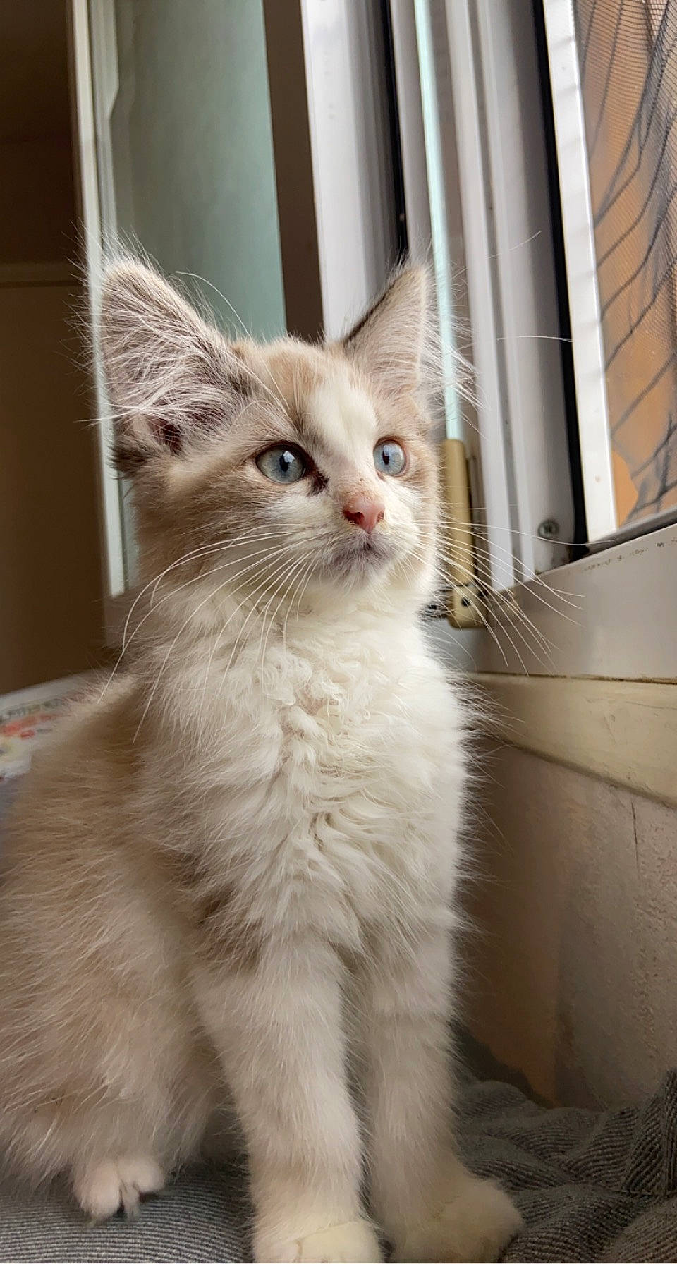 Moon a rejoint le concours — aidez-le/la à gagner de superbes lots ! carnivore, cat, claw, domestic_short_haired_cat, fawn, felidae, fixture, fur, paw, small_to_medium_sized_cats, snout, tail, terrestrial_animal, whiskers, window