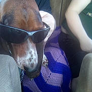 Capri is registered to the contest to win money with this photo: canidae, carnivore, collar, comfort, companion_dog, dog, dog_breed, ear, eye_glass_accessory, eyewear, fawn, glasses, goggles, jaw, personal_protective_equipment, snout, sunglasses, vision_care, whiskers, working_animal