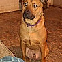 dog, brown_dog, sitting, indoor, floor, collar, pet, animal, canine, looking, ears, fur, eyes, paws, blanket, corner, door, wall, expression, curious