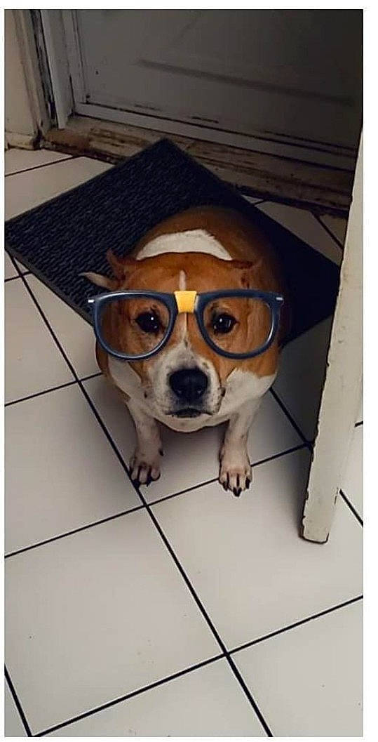 Bella joined the competition — help win amazing prizes! ancient_dog_breeds, canidae, carnivore, collar, companion_dog, dog, dog_breed, dog_collar, eyewear, fawn, flooring, fur, liver, non_sporting_group, pet_supply, rectangle, snout, sporting_group, whiskers, working_animal