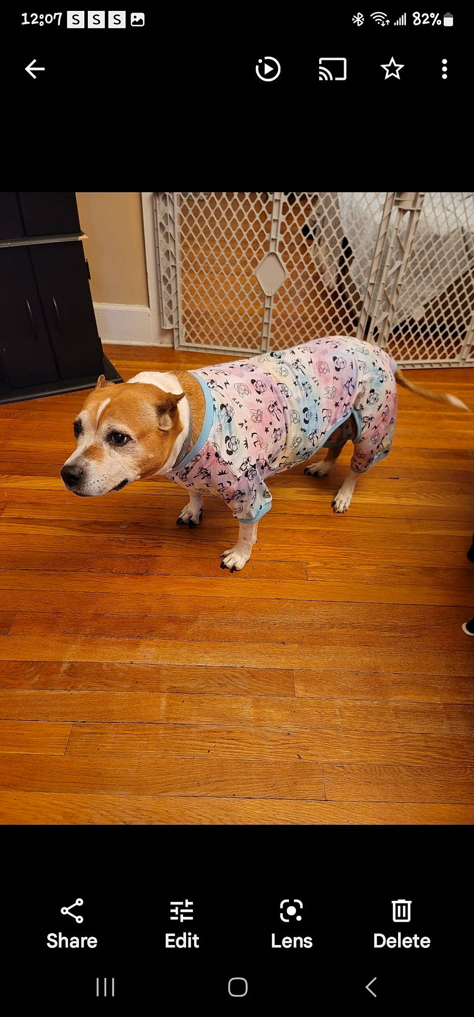 Bella is registered to the contest to win money with this photo: carnivore, collar, companion_dog, dog, dog_breed, dog_supply, fawn, floor, flooring, fur, hardwood, laminate_flooring, pet_supply, snout, tail, whiskers, wood, wood_flooring, wood_stain, working_animal