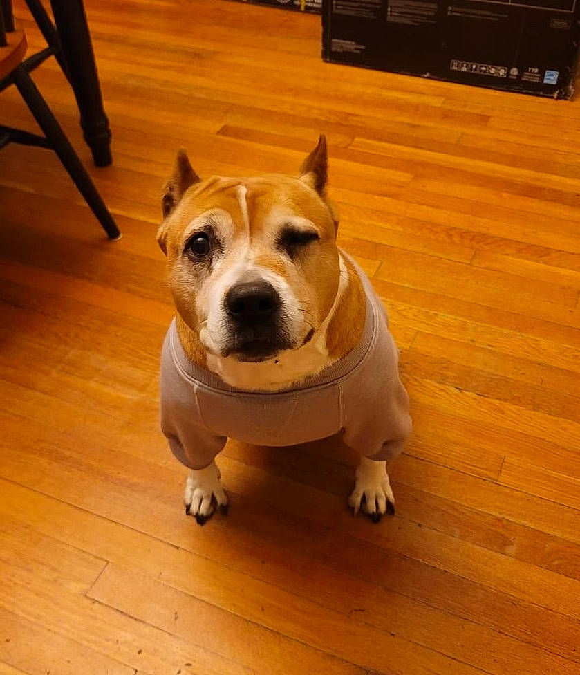 Bella joined the competition — help win amazing prizes! carnivore, chair, collar, companion_dog, dog, dog_breed, fawn, floor, flooring, furniture, hardwood, laminate_flooring, snout, table, varnish, whiskers, wood, wood_flooring, wood_stain, working_animal