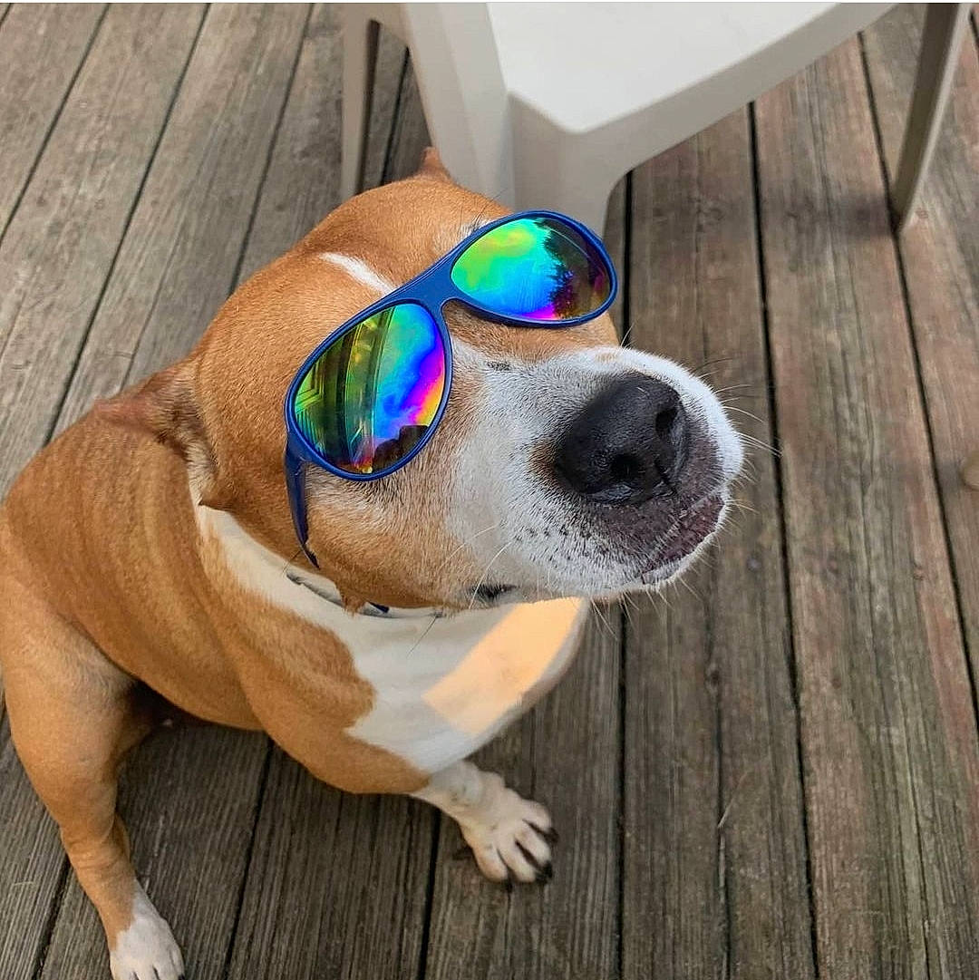 Bella is registered to the contest to win money with this photo: carnivore, collar, companion_dog, dog, dog_breed, dog_collar, dog_supply, eyewear, fawn, glasses, goggles, hardwood, personal_protective_equipment, pet_supply, snout, sunglasses, vision_care, whiskers, wood, working_animal