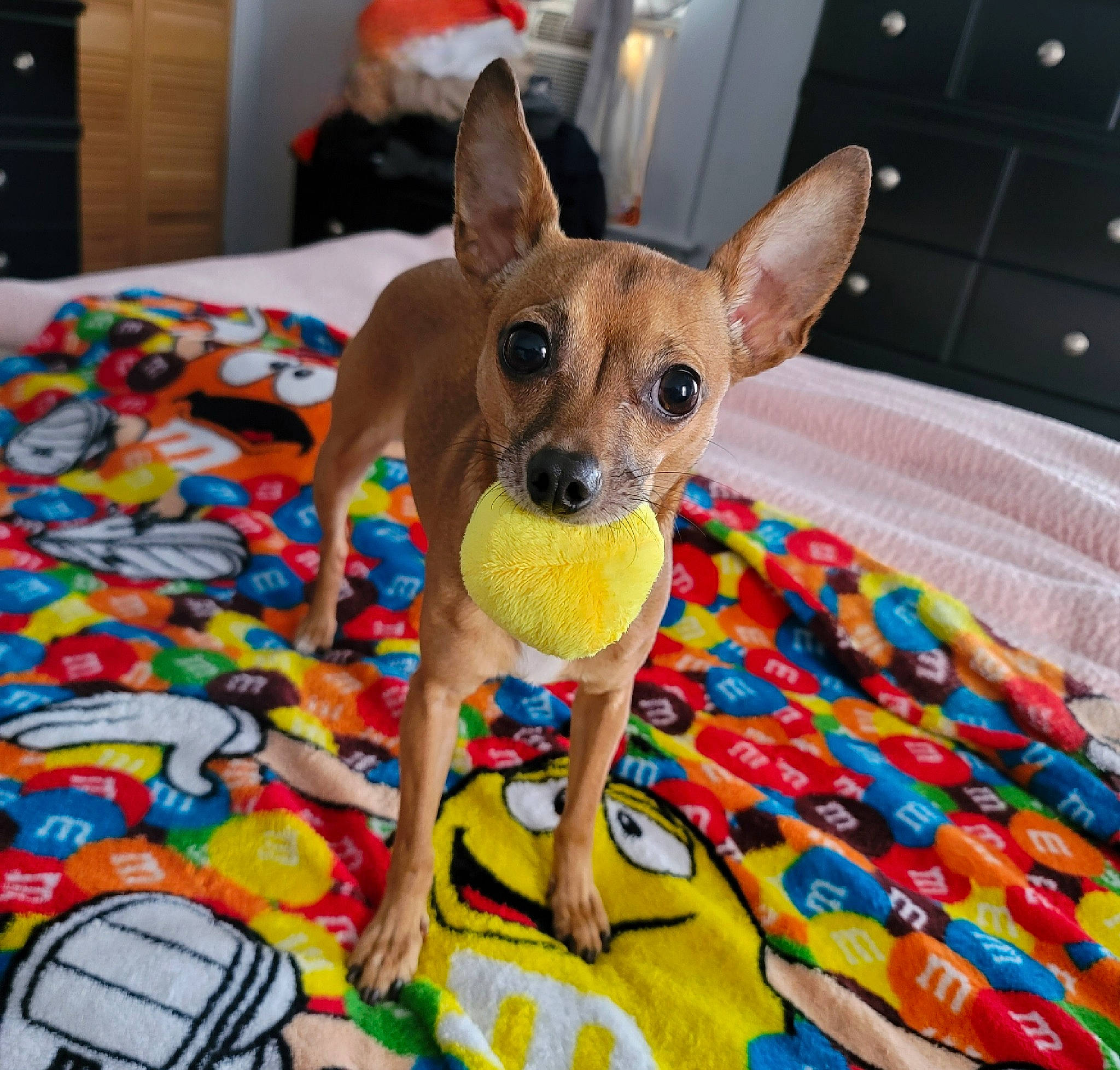 Brooklyn is registered to the contest to win money with this photo: cabinetry, canidae, carnivore, chihuahua, companion_dog, dog, dog_breed, dog_clothes, dog_supply, fawn, linens, pattern, pinscher, prazsky_krysarik, snout, sporting_group, terrestrial_animal, toy_dog, whiskers, working_animal