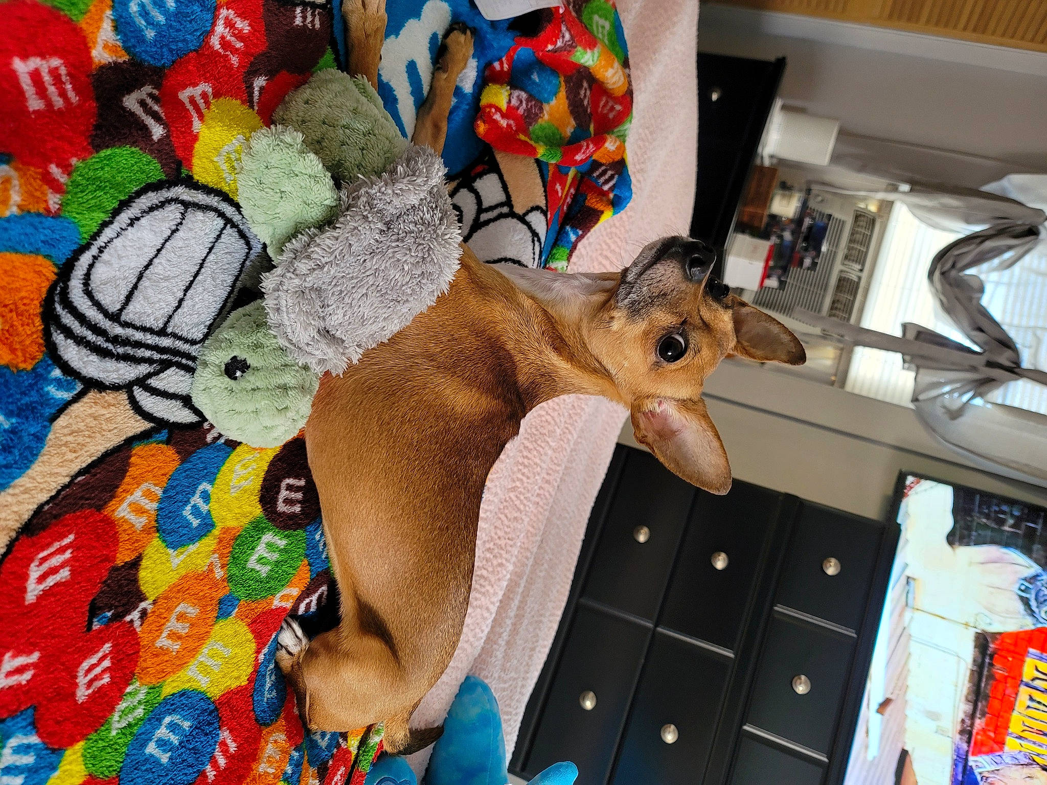 Brooklyn is registered to the contest to win money with this photo: art, baby_toys, child, collection, fawn, flooring, fun, fur, human_leg, linens, pattern, plastic, play, plush, room, stuffed_toy, textile, toy, visual_arts, wool