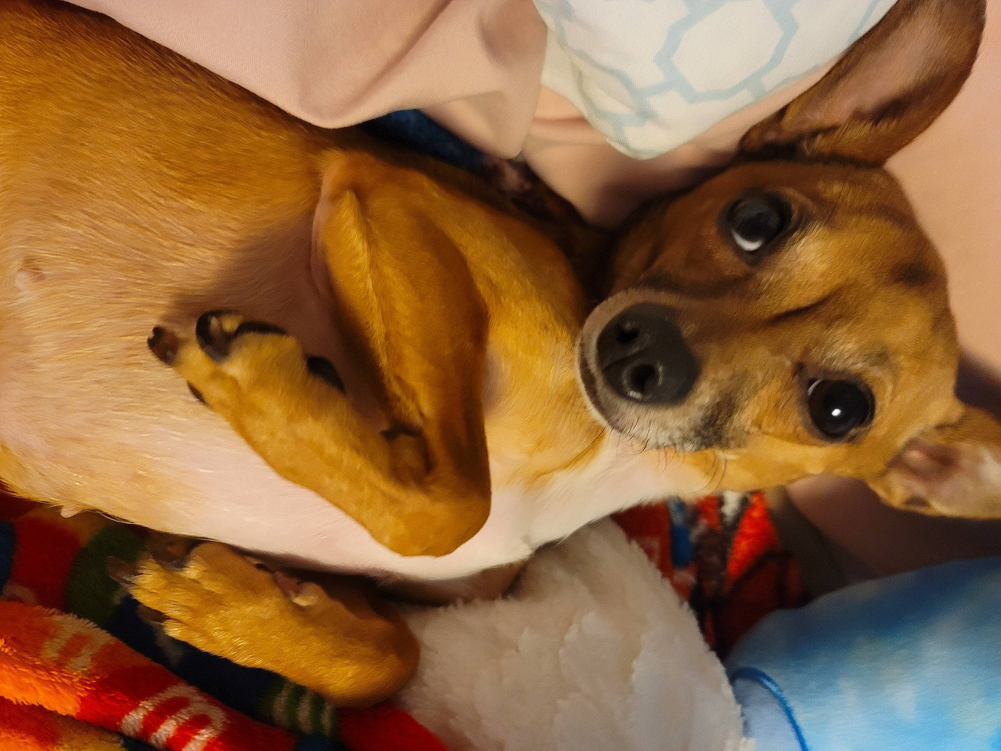 Brooklyn joined the competition — help win amazing prizes! canidae, carnivore, chihuahua, comfort, companion_dog, corgi_chihuahua, dog, dog_breed, ear, fawn, fur, hound, puppy_love, seat_belt, selfie, snout, sporting_group, toy_dog, whiskers, working_animal